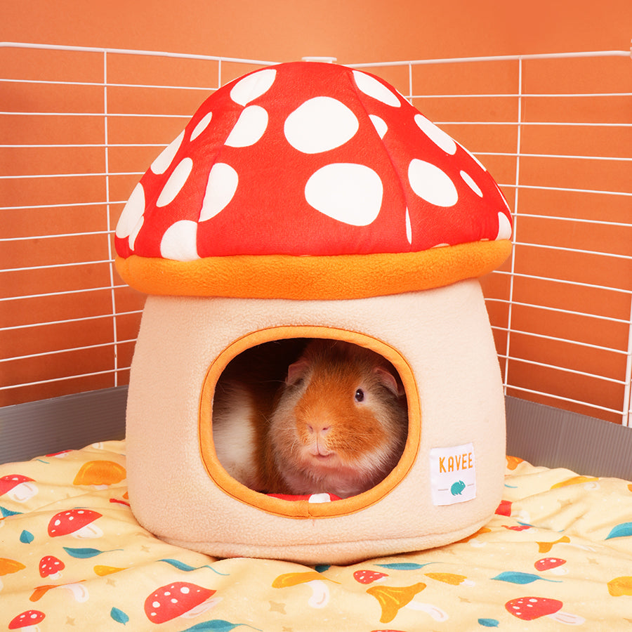 1.GuineapiginsideKaveeMushroomhideyhouse.jpg