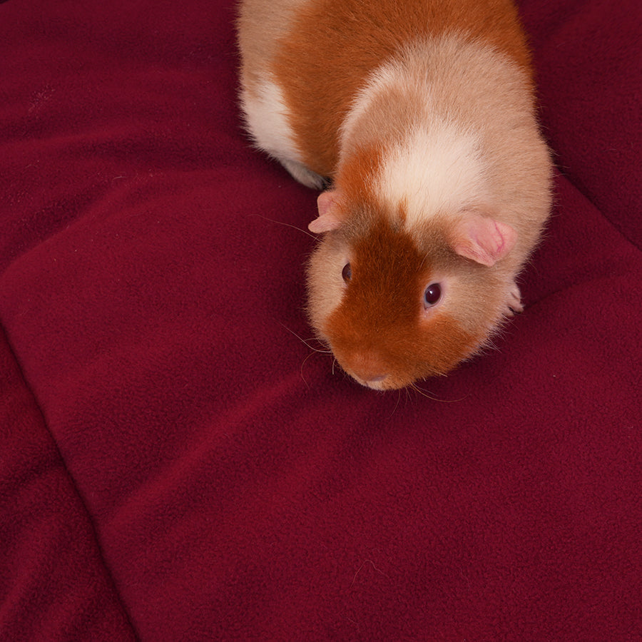 2.GuineapigonreversiblesideofKaveeMushroomfleeceliner.jpg
