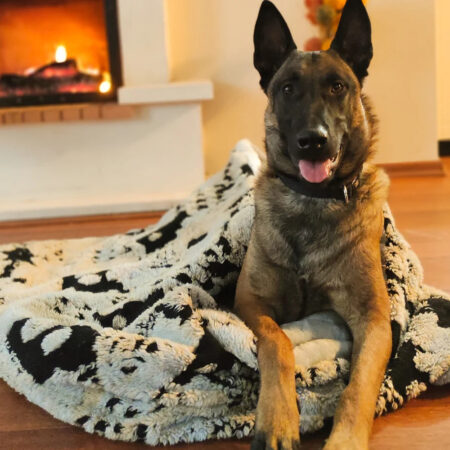 Vienna Cozy Cave Dog Bed